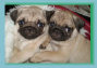 bearsandpugs22002001.jpg