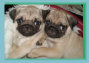 bearsandpugs24002001.jpg