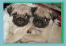 bearsandpugs24003001.jpg
